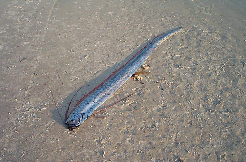 Rare Oarfish Caught Off Tamil Nadu Coast: A Sign of Doom or Nature’s Mystery? 2 oarfish sandesh india 24 1