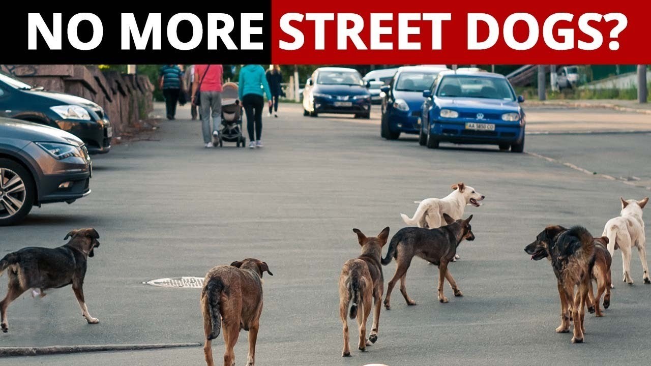 बेसहारा कुत्तों पर अदालती आदेश: सार्वजनिक सुरक्षा की महत्वपूर्ण जीत लेकिन पशु अधिकारों की कठिन चुनौती